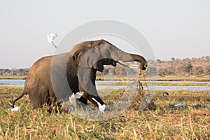 Old foraging elephant startles birds in Chobe, Botswana